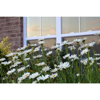 Online Orchards 1 Gal. Snowcap Shasta Daisy Shrub With Massive White Flowers and Yellow Centers SBFL001