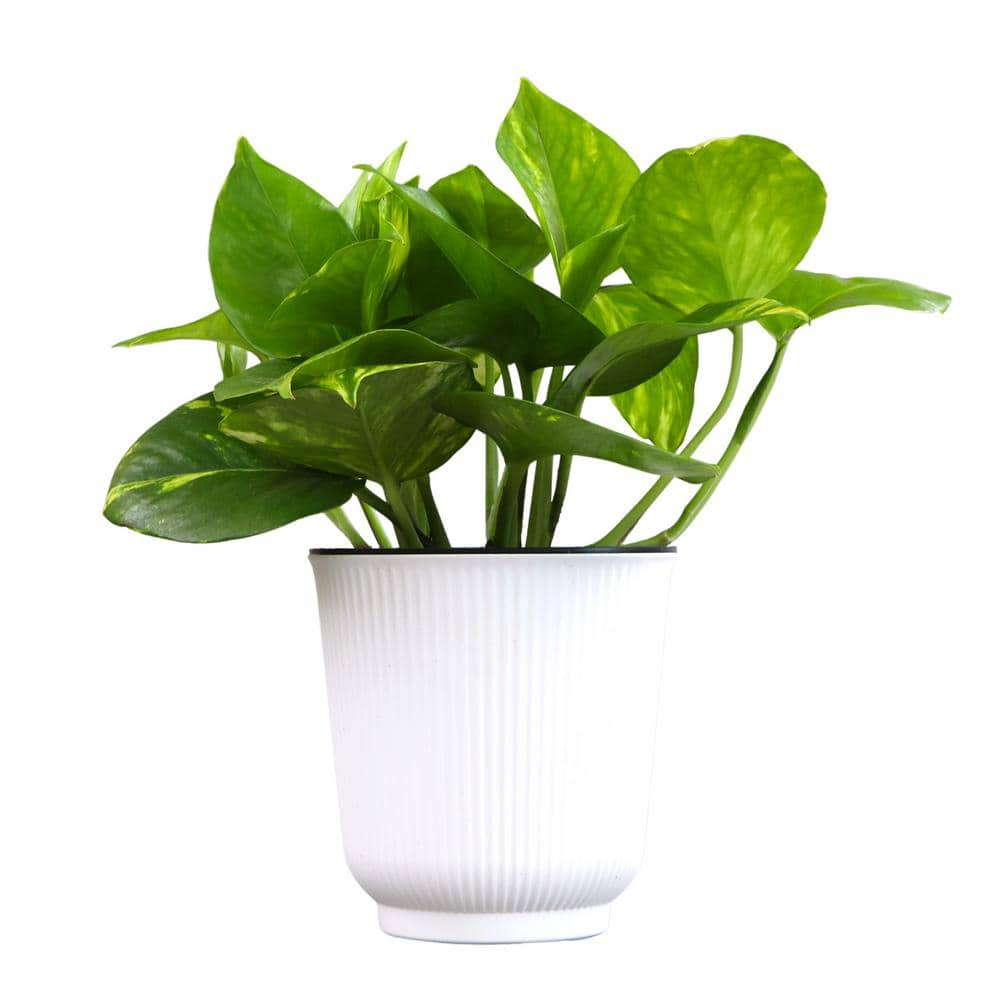 ALTMAN PLANTS Decorative Golden Pothos Houseplant Air Purifying Indoor Plant Gift in 4.25 in. White Pot 0873202