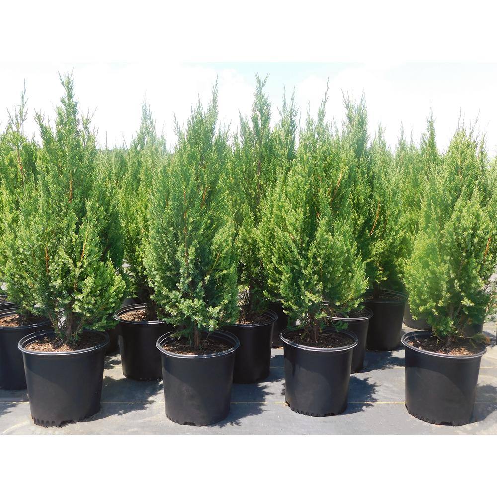 2.25 Gal. Blue Point Juniper Plant with Blue-Green Foliage 13821