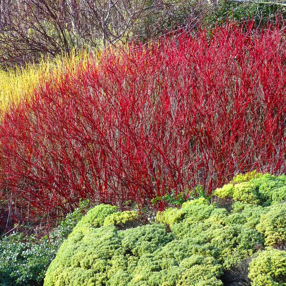 Red Twig Dogwood Shrub