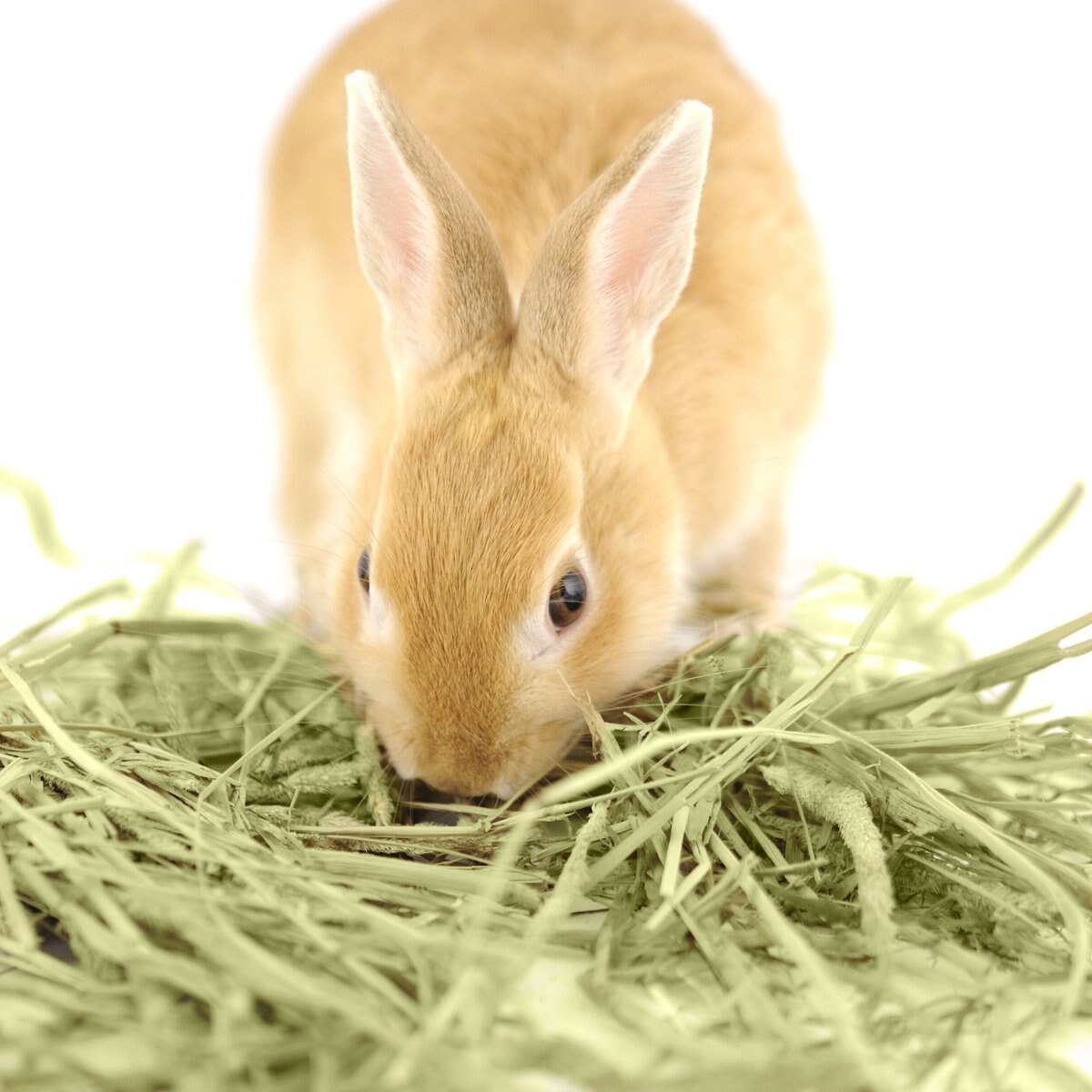 Kaytee First Cut Timothy Hay Small Animal Food