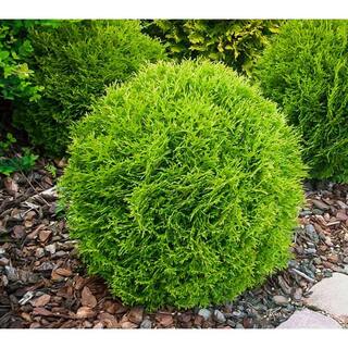 BELL NURSERY 3 Gal. Little Giant American Arborvitae (Thuja) Live Evergreen Shrub THUJA3OLG1PK