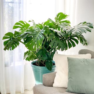 United Nursery Monstera Deliciosa Split-Leaf Philodendron Live Swiss Cheese Plant in 9.25 inch Grower Pot 21887