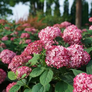 PROVEN WINNERS 2 Gal. Invincibelle Ruby Hydrangea Shrub with Ruby Red and Pink Silvery Blooms 17108