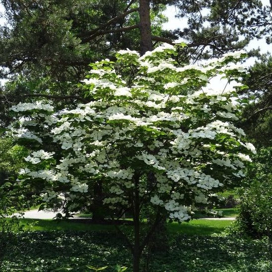 Kousa Dogwood Tree