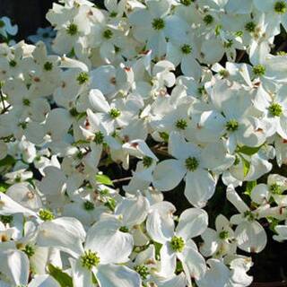 7 Gal. Cherokee Princess Dogwood Flowering Deciduous Tree with White Flowers DOGCHE07G