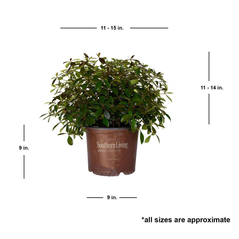 SOUTHERN LIVING 3 Gal. Leann Cleyera - Live Mid-Sized Evergreen Shrub Glossy Foliage 54983