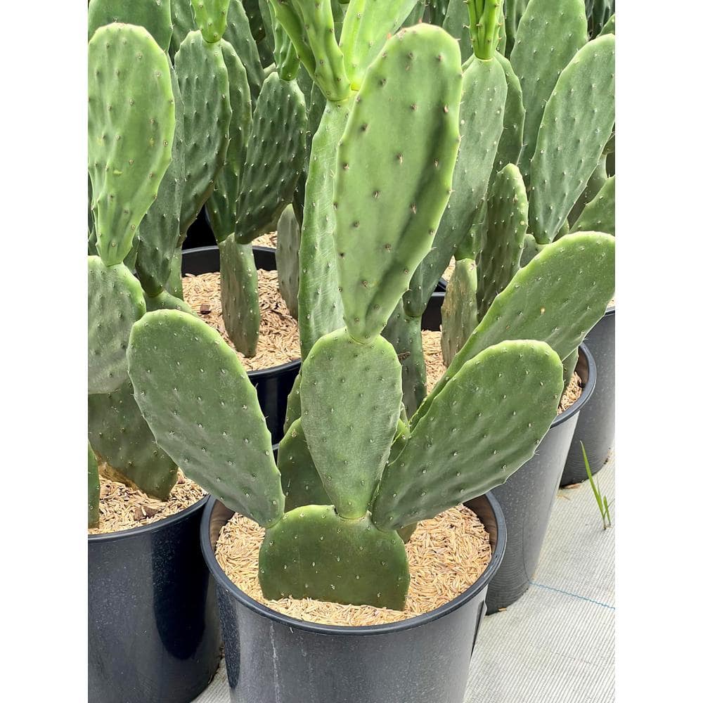 Pure Beauty Farms 1.5 Gal. Cactus Opontia (Prickly?Pear) in 8.25 in. Grower's Pot DC2GCACPRICK