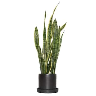 national PLANT NETWORK 6 in. Laurentii Snake Plant in 7 in. Matte Black Hyde Container HD4702