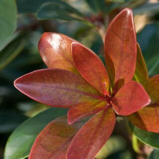 SOUTHERN LIVING 3 Gal. Bronze Beauty Cleyera - Live Compact Evergreen Shrub Glossy Foliage 55043
