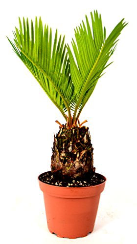 9GreenBox - Japanese Sago Palm - GREAT GIFT EASY TO GROW - 4