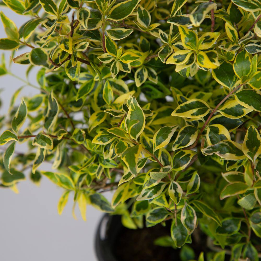 SOUTHERN LIVING 2.5 Qt. Miss Lemon Abelia With Light Pink Flowers Live Semi-Evergreen Shrub Plant 0157Q
