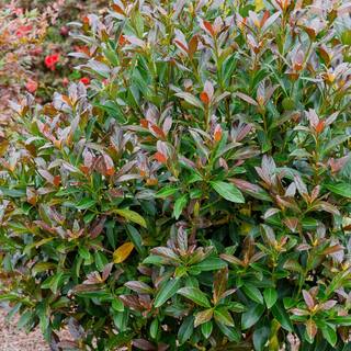 SOUTHERN LIVING 2 Gal. Copper Top Viburnum Shrub with Red to Green Foliage 17216