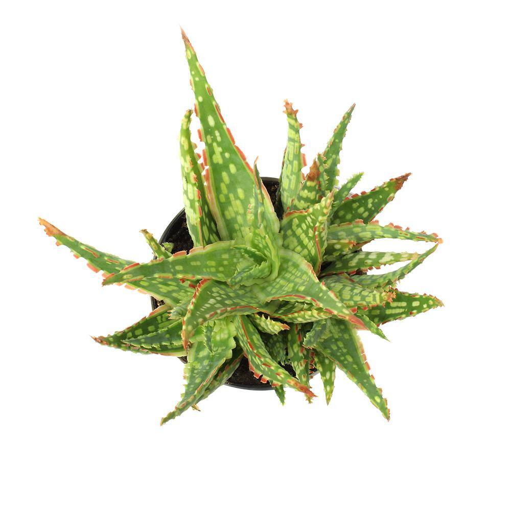 SMART PLANET 3.5 in. Star Aloe Succulent in Decorative Wrap 0881175