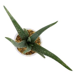 Costa Farms Aloe Vera Indoor Plant in 4 in. Grower Pot Avg. Shipping Height 10 in. Tall 90408