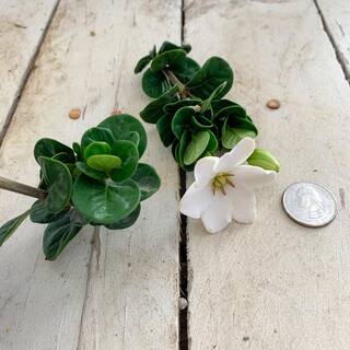 SOUTHERN LIVING 2 Gal. Diamond Spire Gardenia Live Evergreen Shrub with White Fragrant Blooms 86552