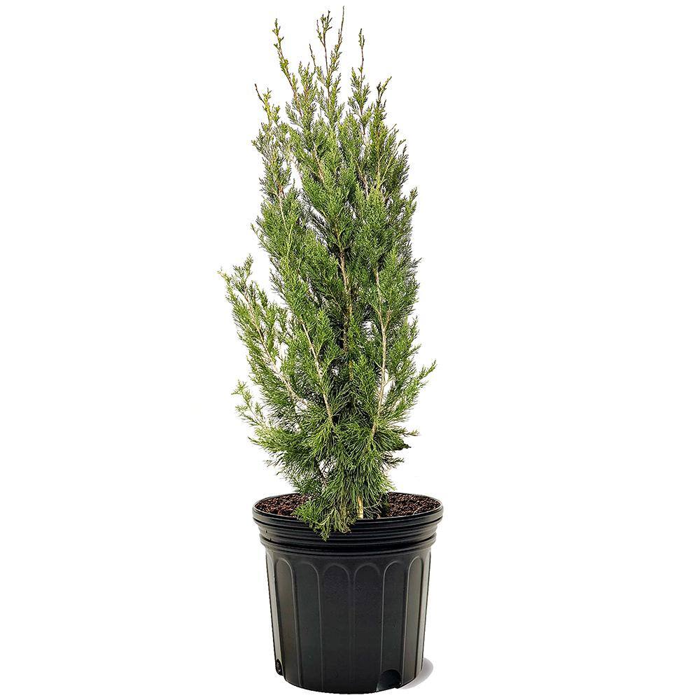 7 Gal. Juniper Brodie Eastern Red Cedar Evergreen JUNBRO07G