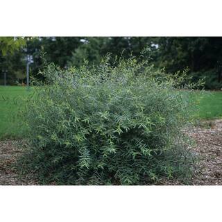 Online Orchards 1 Gal. Dwarf Blue Arctic Willow Shrub SBWI001