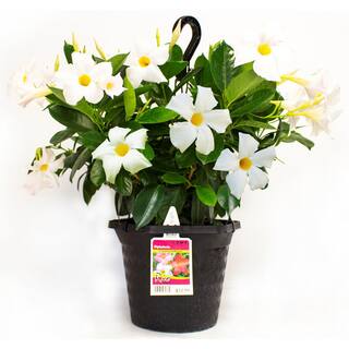Rio 1.15 Gal. (#10) Hanging Basket Dipladenia Flowering Annual Shrub with White Blooms 1004124206