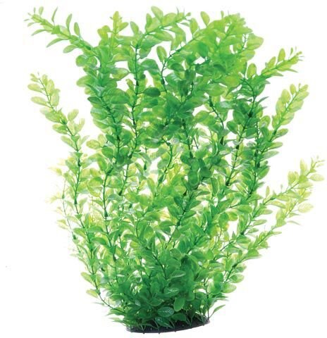 Underwater Treasures Green Cardamine Fish Plant