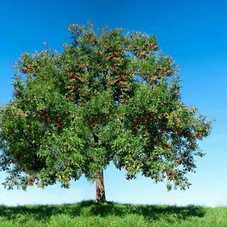 Southern Living 7 Gal. Gravenstein Apple Tree APPGRE07G