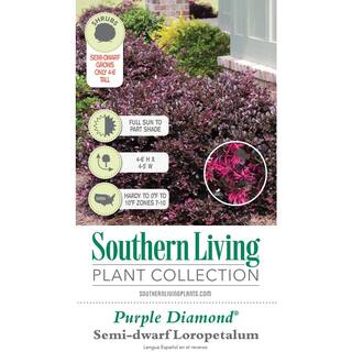 SOUTHERN LIVING 3 Gal. Purple Diamond Semi-Dwarf Loropetalum Evergreen Shrub with Purple Foliage Pink Ribbon Blooms 42103