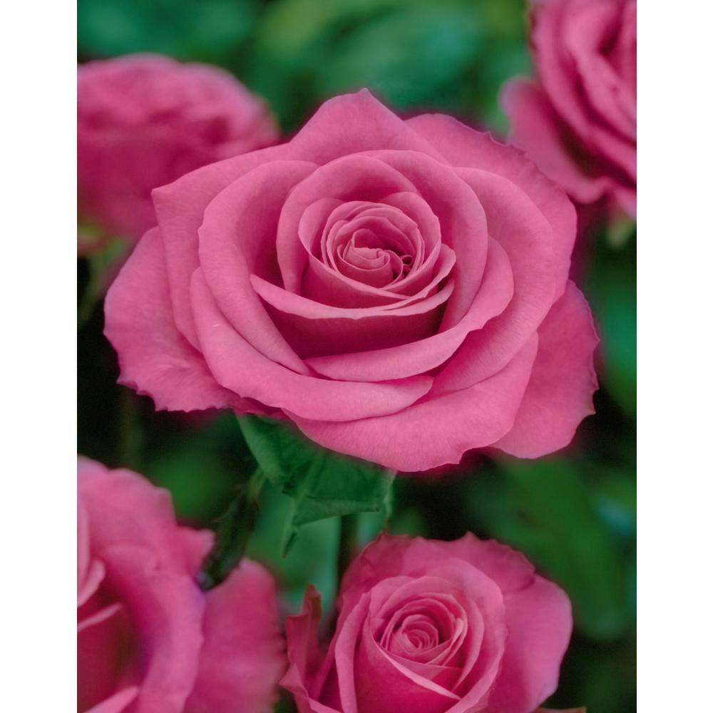 national PLANT NETWORK Rose Curly Pink with Pink Blooms (2-Bareroot) HD1350