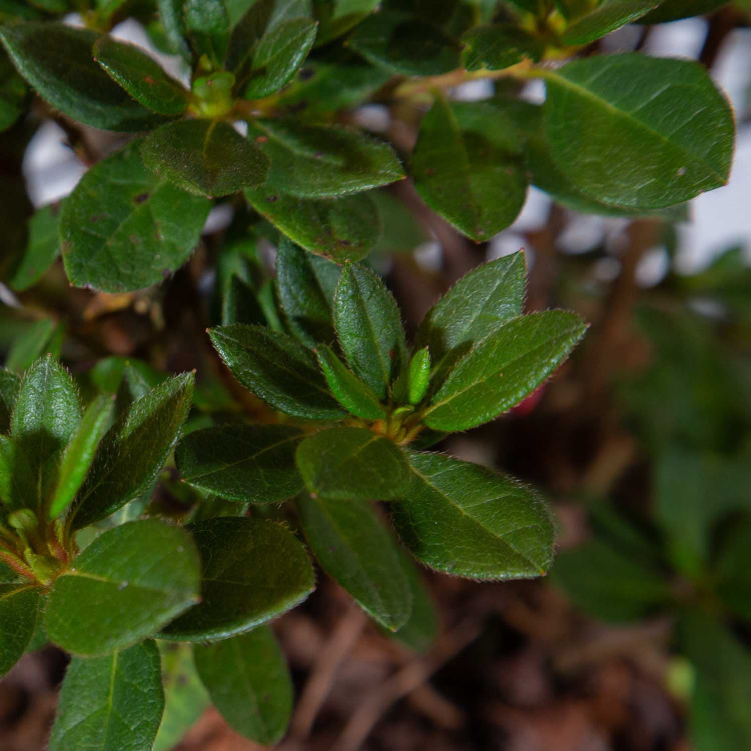 Encore Azalea Autumn Rouge (2 Gallon) Dark Pink Flowering Shrub - Full Sun Live Outdoor Plant