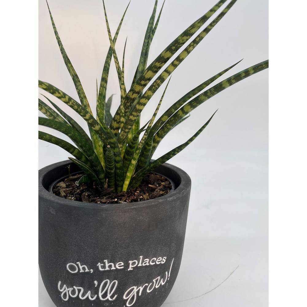 EVERBLOOM GROWERS INC. 5 in. Fernwood Mikado Sansevieria Plant in Chalkboard Pot EBG5Money