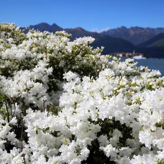 national PLANT NETWORK 2.25 Gal. Azalea Irish Creme Flowering Shrub with White Blooms HD7009