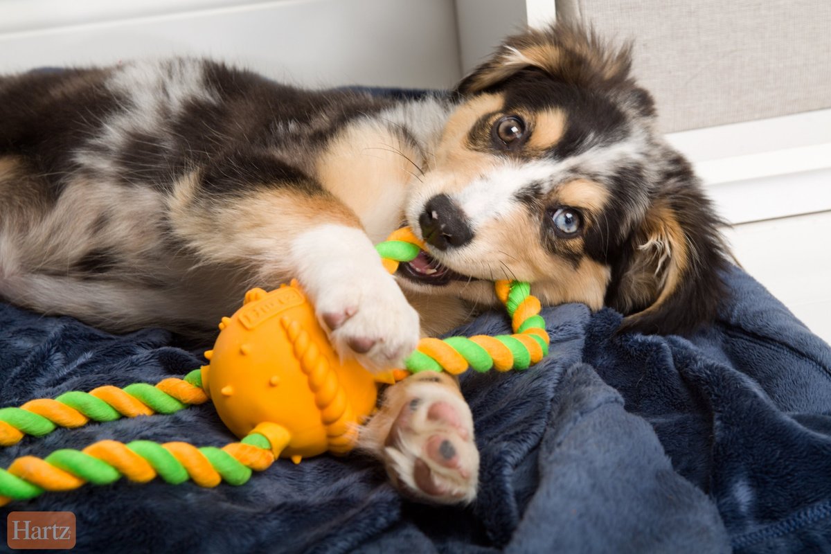 Hartz Dura Play Tug of Fun Double Ring Squeaky Latex Dog Toy