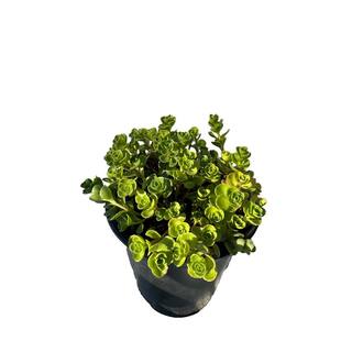 Zeus  Ruta John Creech Stonecrop Plants Ground Cover Pet-Safe Spreading in Pots (5-Pack) W1011-JCS5