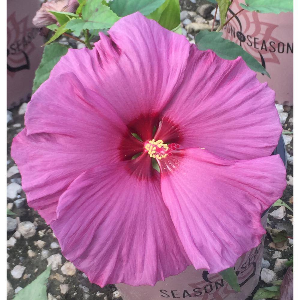 SEASON TO SEASON 1 Gal. Summer Spice with Purple Blooms Plumb Flambe Hibiscus Plant 18061