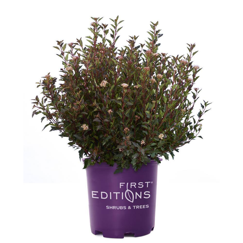 FIRST EDITIONS 2 Gal. Little Devil Ninebark Shrub with Dark Foliage 17102