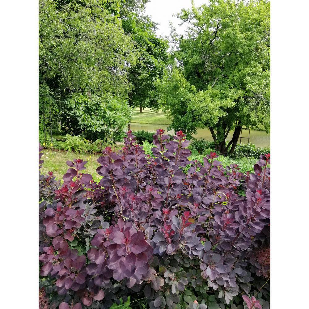 BELL NURSERY 3 Gal. Royal Purple Smokebush Live Flowering Shrub with Purple Foliage and Pink-Purple Flowers (1-Pack) SMOKE3RLP1PK