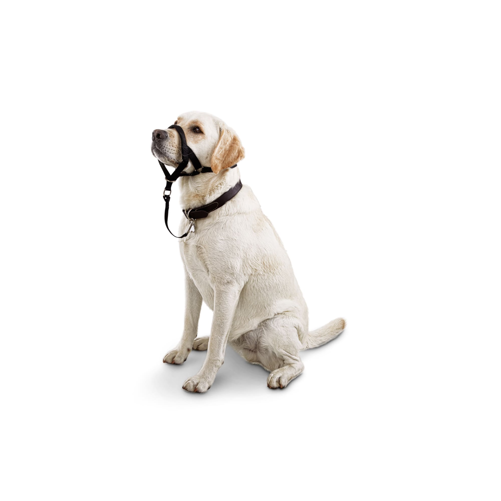 GOOD2GO Head Halter for Dogs， Large