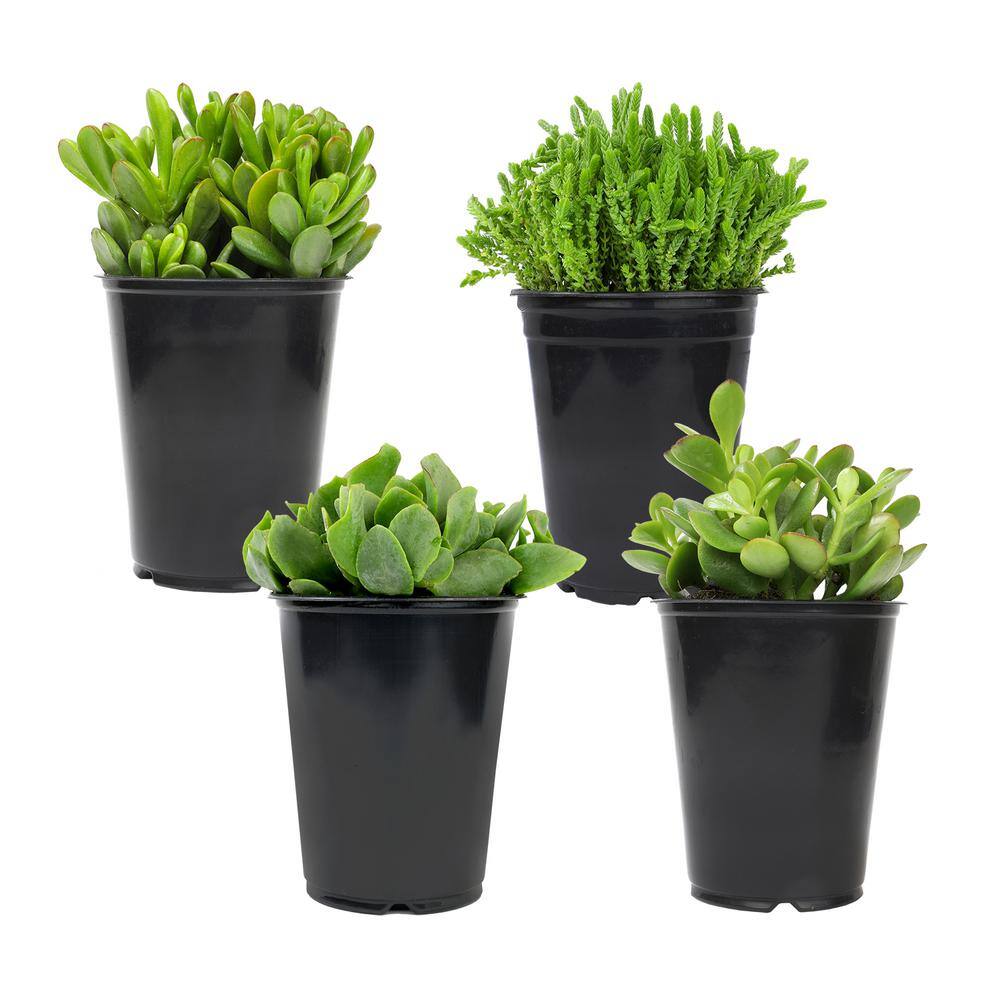 SMART PLANET 1 qt. Crassula Assorted Succulents (4-Pack) 0872632