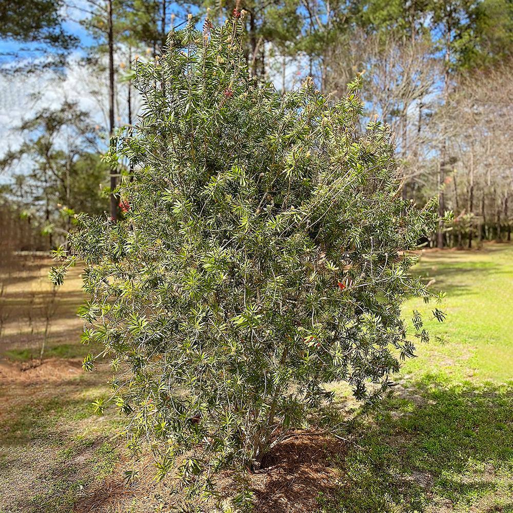5 Gal. Red Flowering Bottlebrush Tree BOTRED05G
