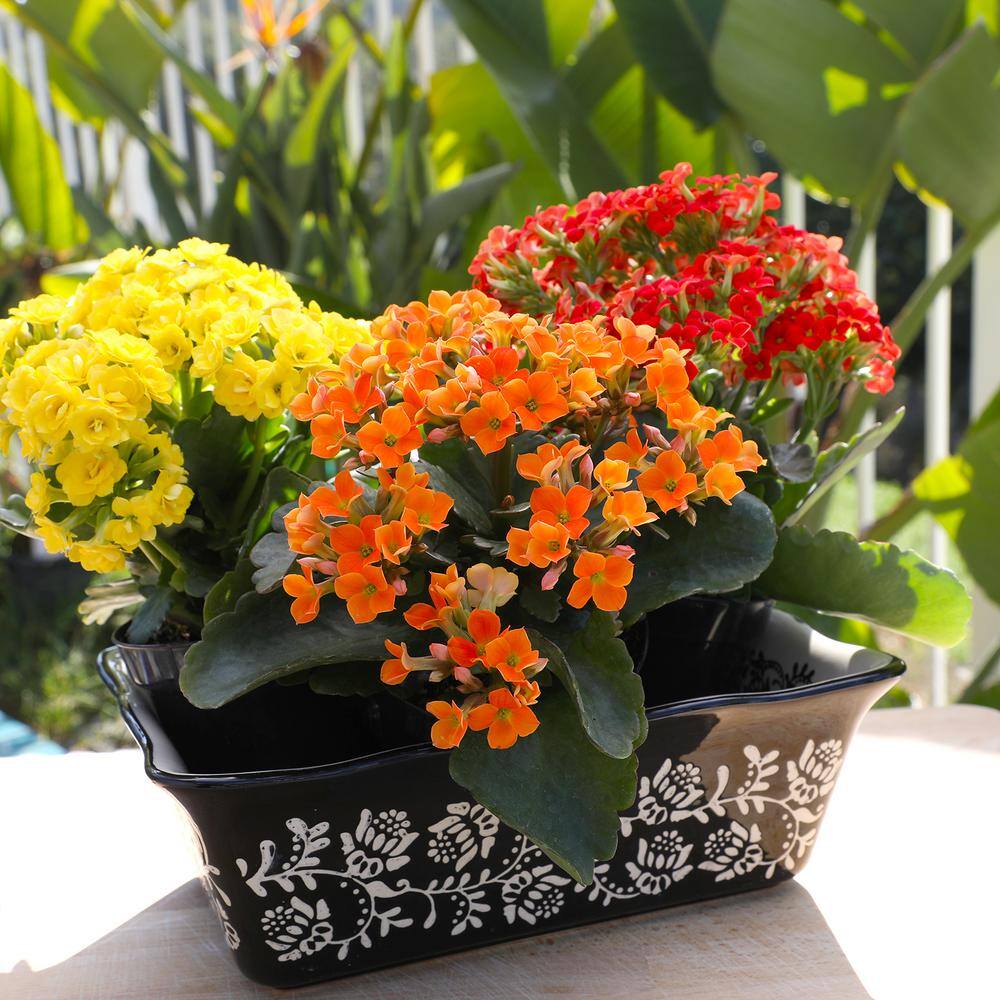 ALTMAN PLANTS 3-Pack 2.5 in. Kalanchoe Bloss Live Succulents in Assorted Colors with White Ceramic Pots 0872859