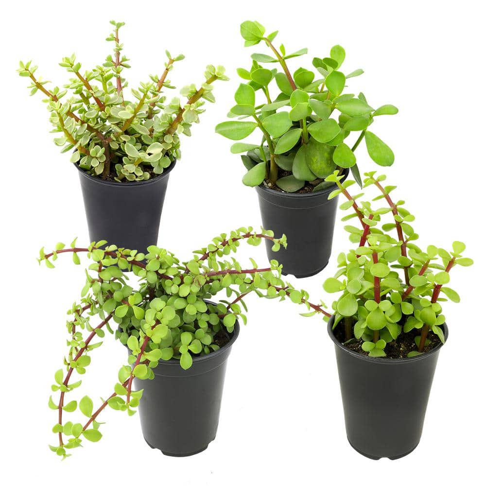 SMART PLANET 1 qt. Portulacaria Assorted Succulents (4-Pack) 0872638