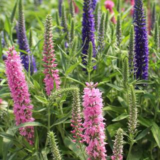 METROLINA GREENHOUSES 2.5 qt. Veronica Speedwell Magic Show Pink Potion Plant with Pink Blossoms in Grower Pot 1008974560