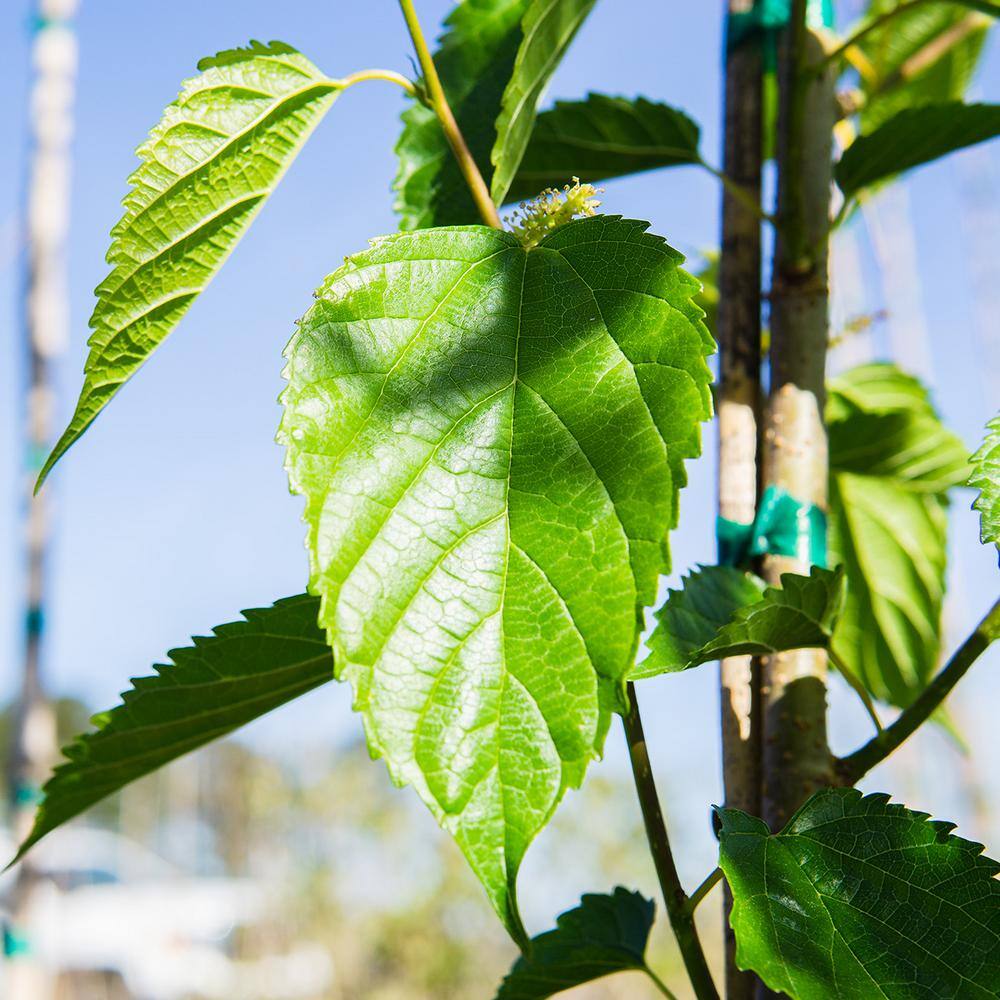 Perfect Plants 4 ft. to 5 ft. Tall Dwarf Everbearing Mulberry Tree in Grower's Pot Large Delicious Fruit THD00567