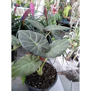 Wekiva Foliage Regal Shield Elephant Ear Alocasia - Live Plant in a 10 in. Pot - Alocasia 'Regal Shield' - Florist Quality E0-FJ2S-4925