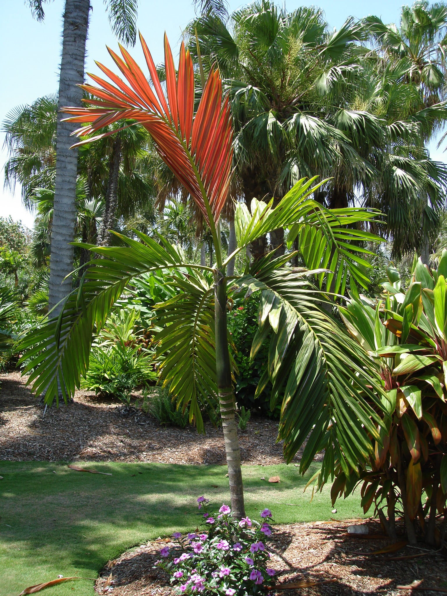 Wekiva Foliage - Red Flame Palm - Live Plant in a 3 Gallon Growers Pot - Chambeyronia Macrocarpa - Extremely Rare Ornamental Palms from Florida