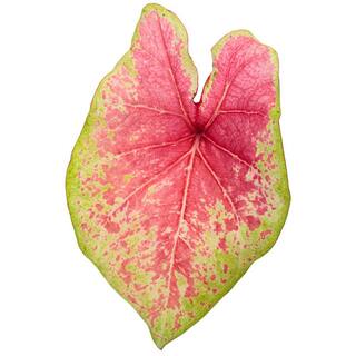 PROVEN WINNERS 1 qt. Caladium 'Raspberry Moon' Annual Live Plant Red and Green foliage (4-Pack) PWCDM1RMR4PK