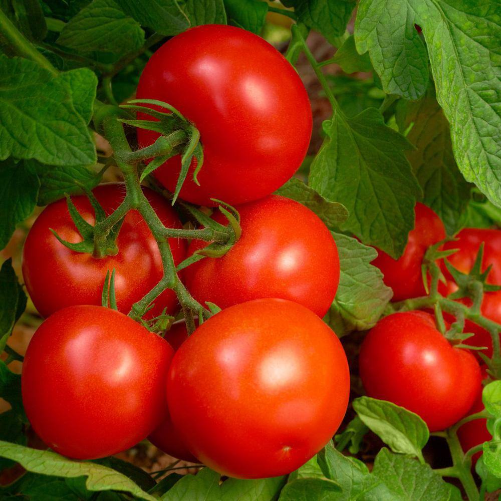 Purely Organic Products 2.25 lbs. Organic Tomato and Vegetable Plant Food TVJRDK1