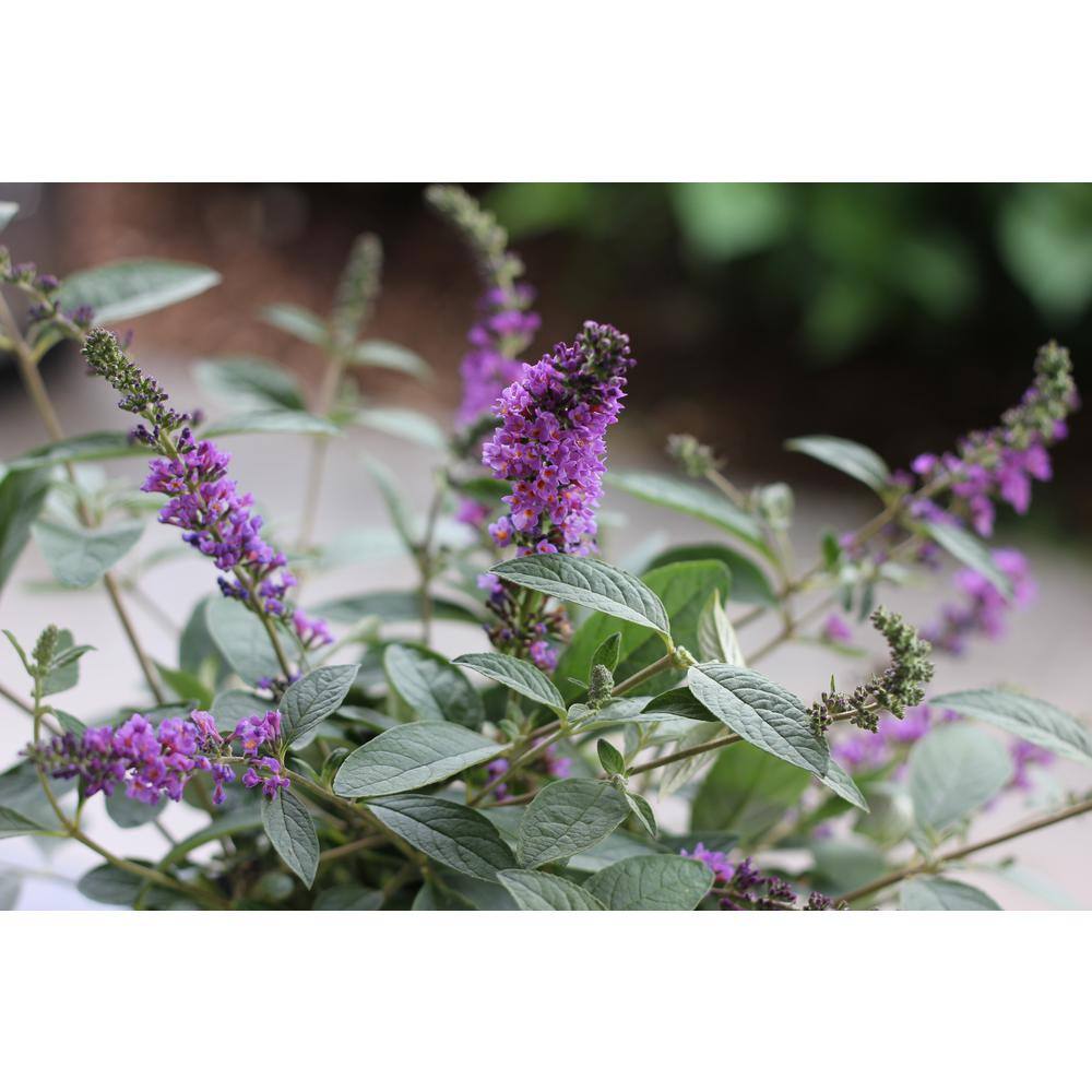 PROVEN WINNERS 4.5 in. Qt. Lo and behold 'Blue Chip Jr.' Butterfly Bush (Buddleia) Live Shrub Blue-Purple Flowers BUDPRC1177800