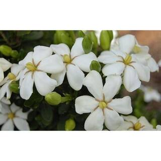 MCCORKLE 2 Gal. Echo Heaven Scent Gardenia Live Evergreen Shrub Boxwood-like Dense Small Leaves White Fragrant Blooms 11013