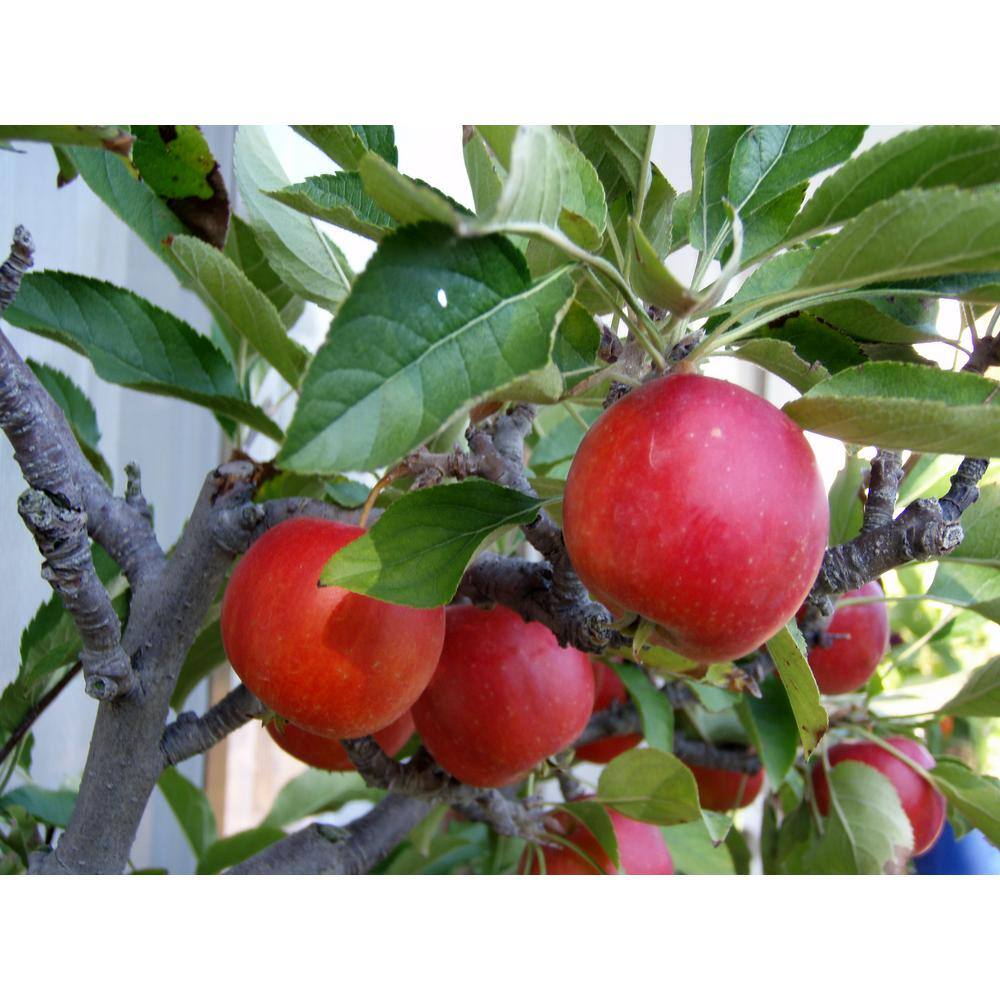 Online Orchards Dwarf Fuji Apple Tree Bare Root FTAP002