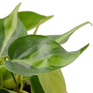 Brasil Philodendron Plant in 4 in. Grower Pot 4_PHILODENDRON_BRASIL